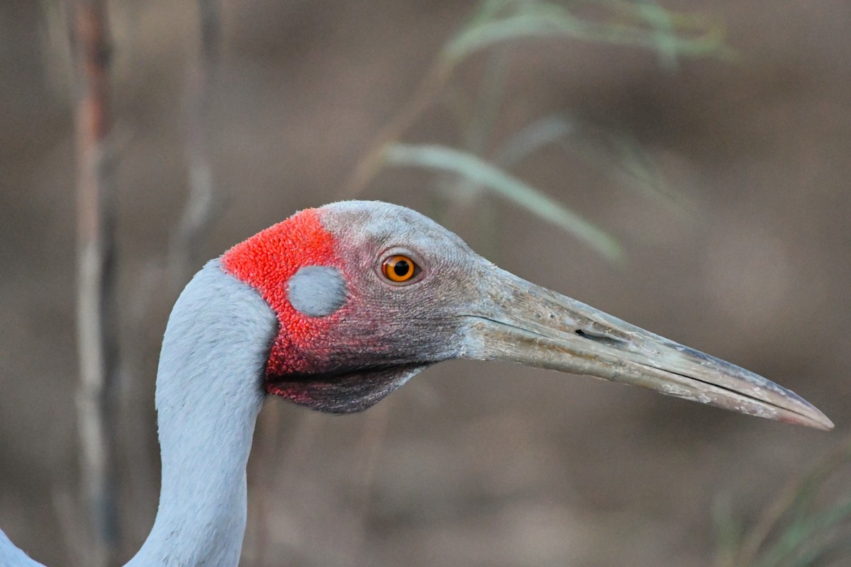 Brolga - ML643978990