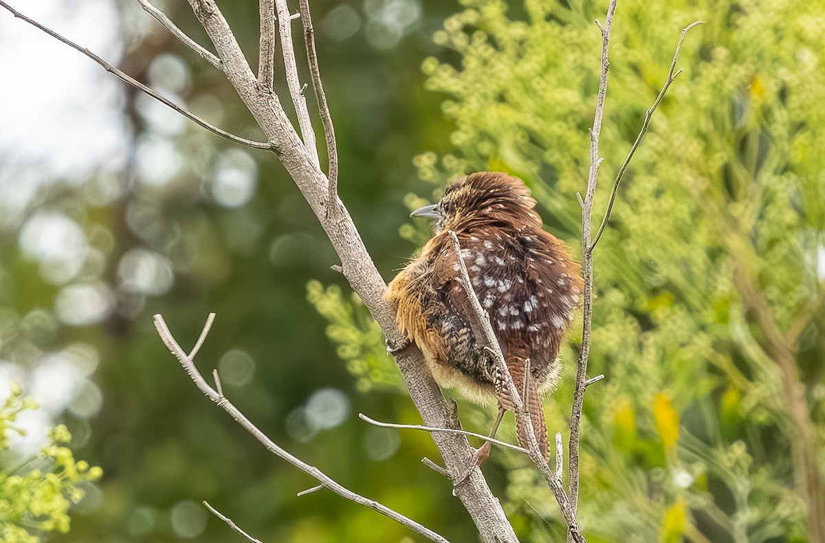 Carolina Wren - ML643979028