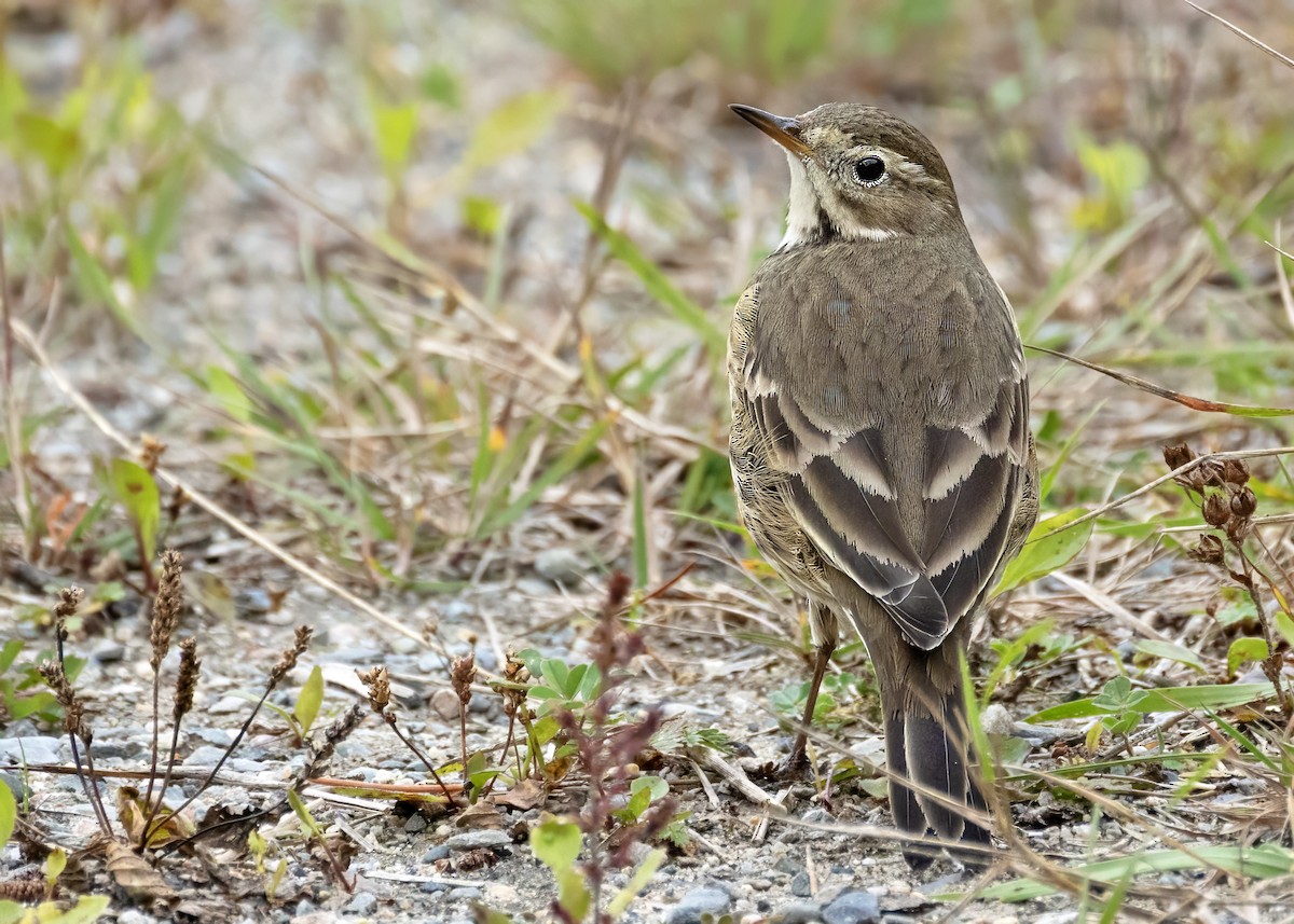 American Pipit - ML643979058