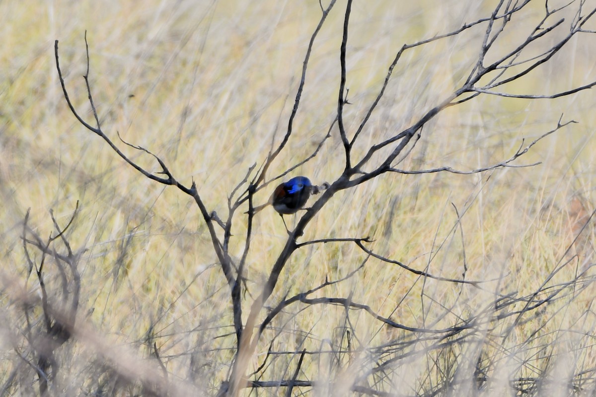 Purple-backed Fairywren (Purple-backed) - ML643979065