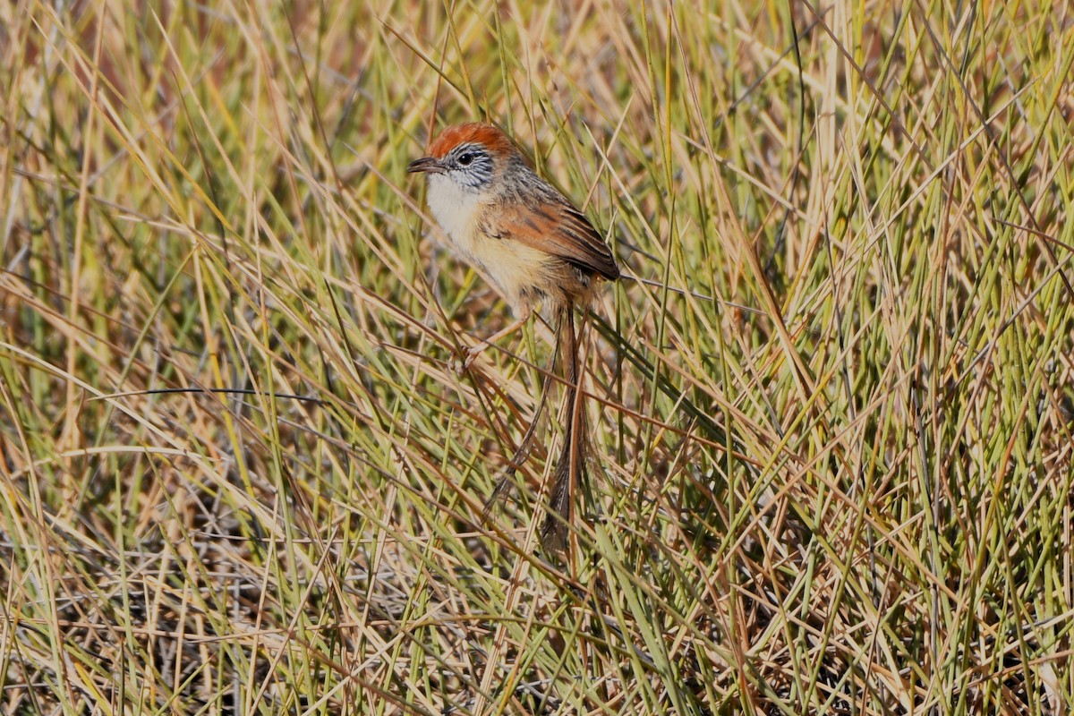 Rufous-crowned Emuwren - ML643979069