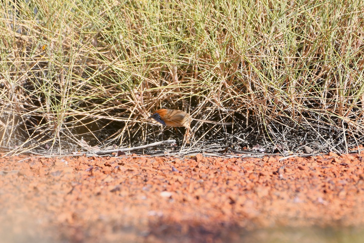Rufous-crowned Emuwren - ML643979070