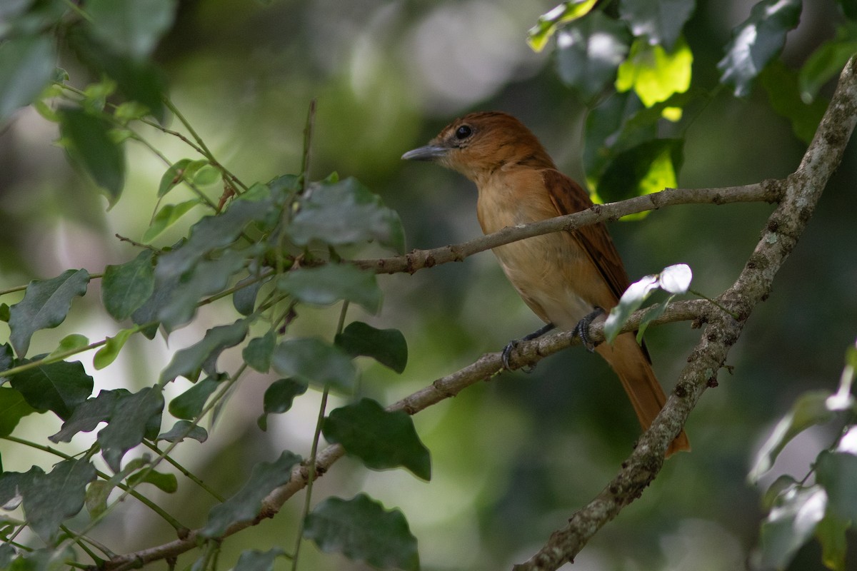 Cinnamon Becard - ML643979072