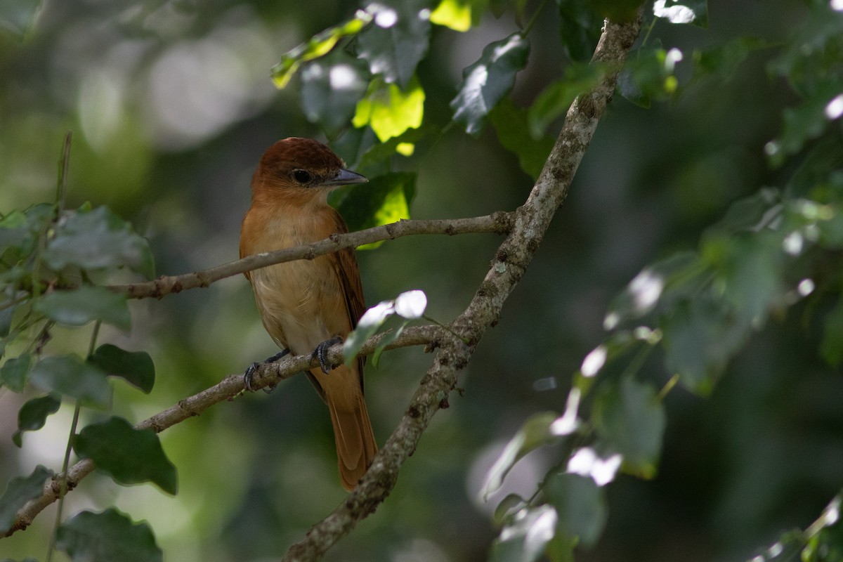 Cinnamon Becard - ML643979073