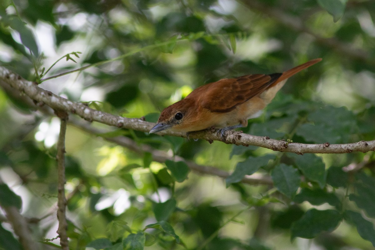 Cinnamon Becard - ML643979074