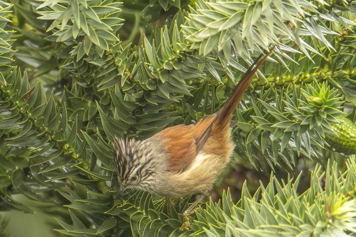 Araukarya Makaskuyruğu - ML643979099