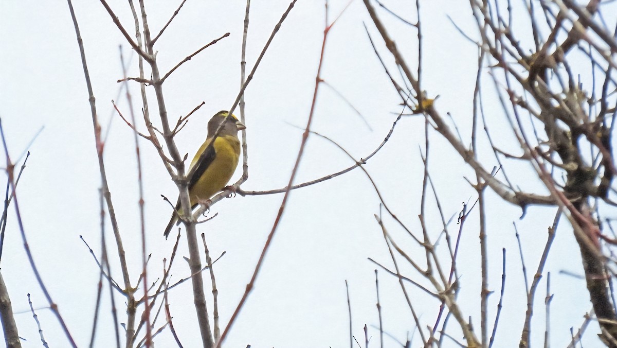 Evening Grosbeak - ML643979109