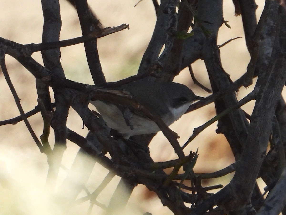 Lesser Whitethroat - ML643979111