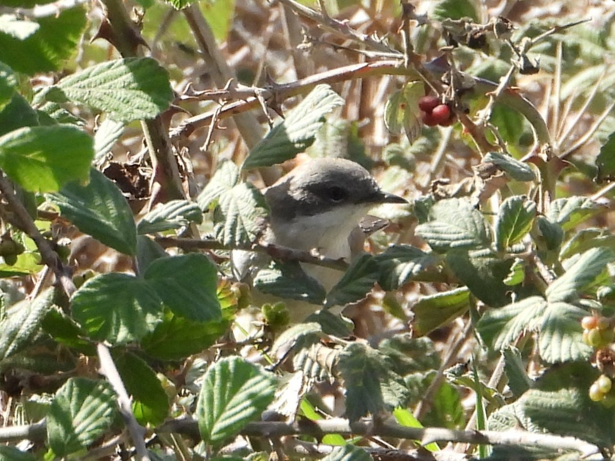 Lesser Whitethroat - ML643979112