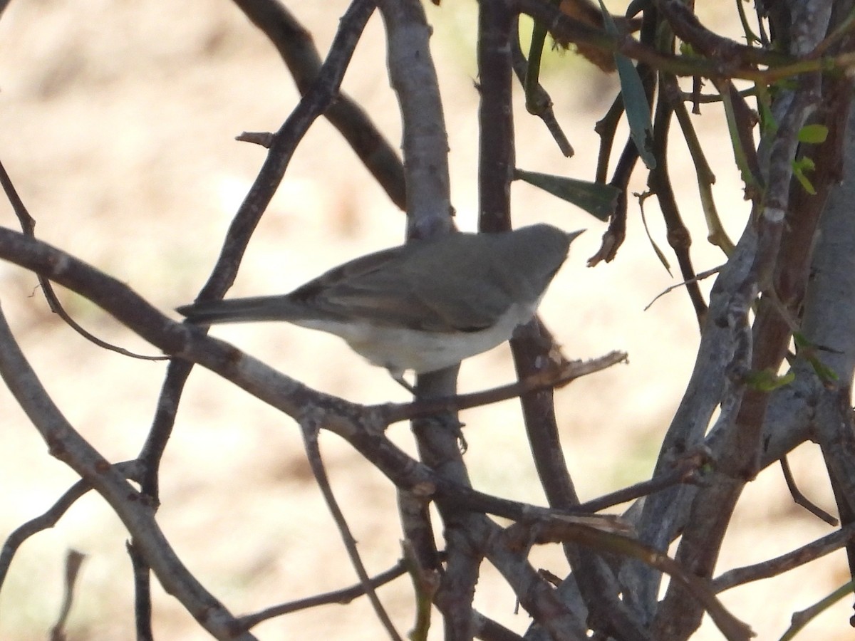 Lesser Whitethroat - ML643979113