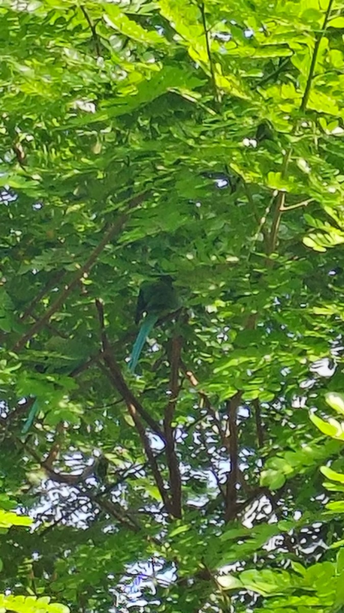 Sittich, unbestimmt - ML643979124