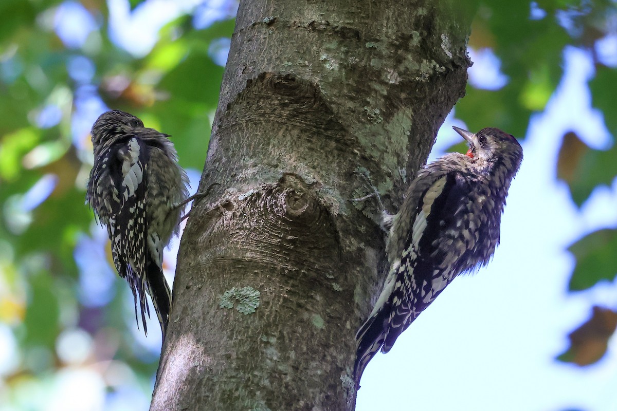 Yellow-bellied Sapsucker - ML643979132