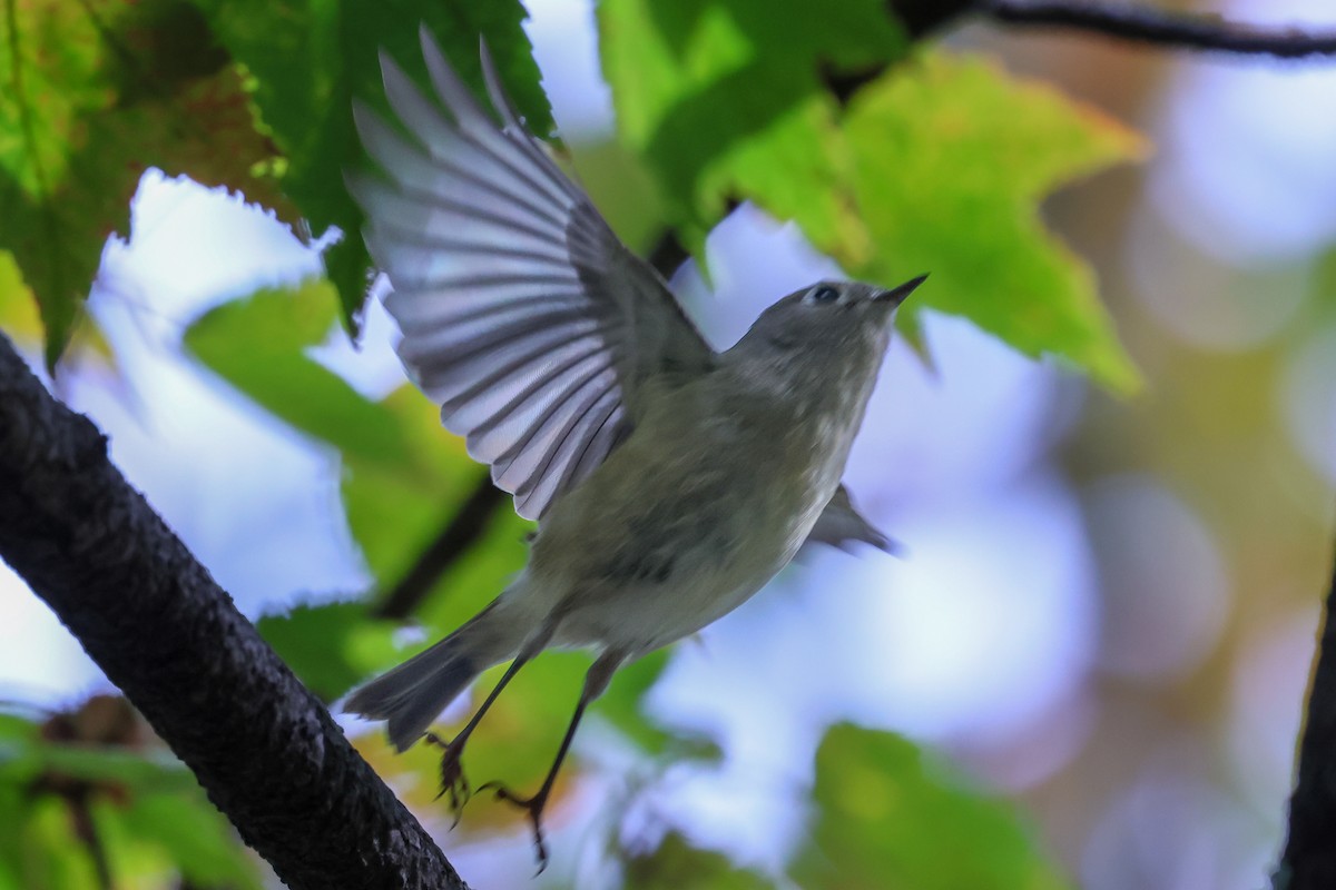 Ruby-crowned Kinglet - ML643979135
