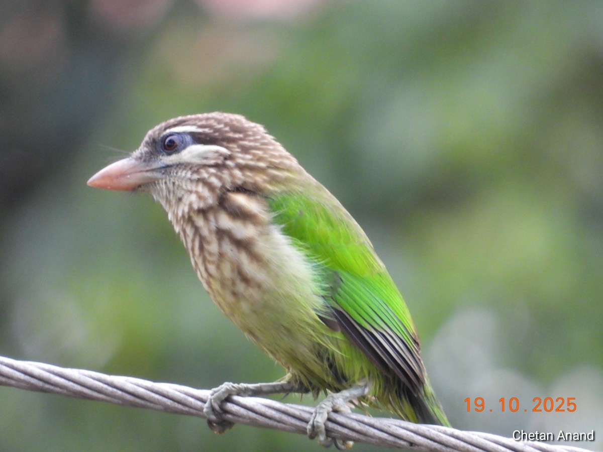 White-cheeked Barbet - ML643979181