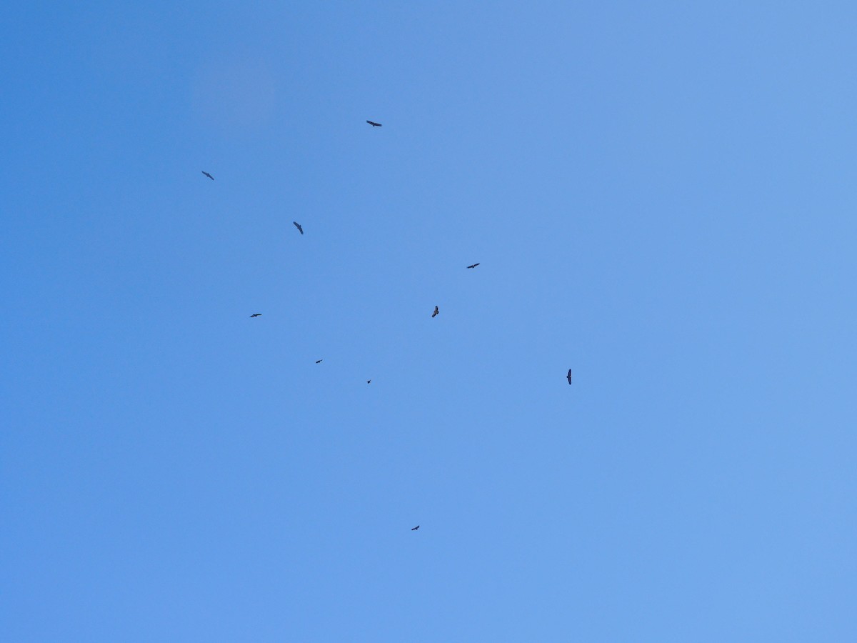 禿鷲 - ML643979197