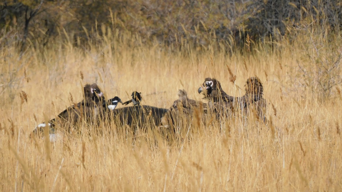 禿鷲 - ML643979198