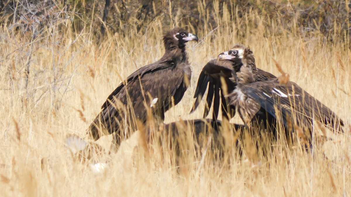 禿鷲 - ML643979199