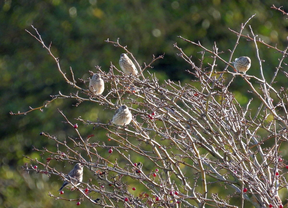 Eurasian Linnet - ML643979216
