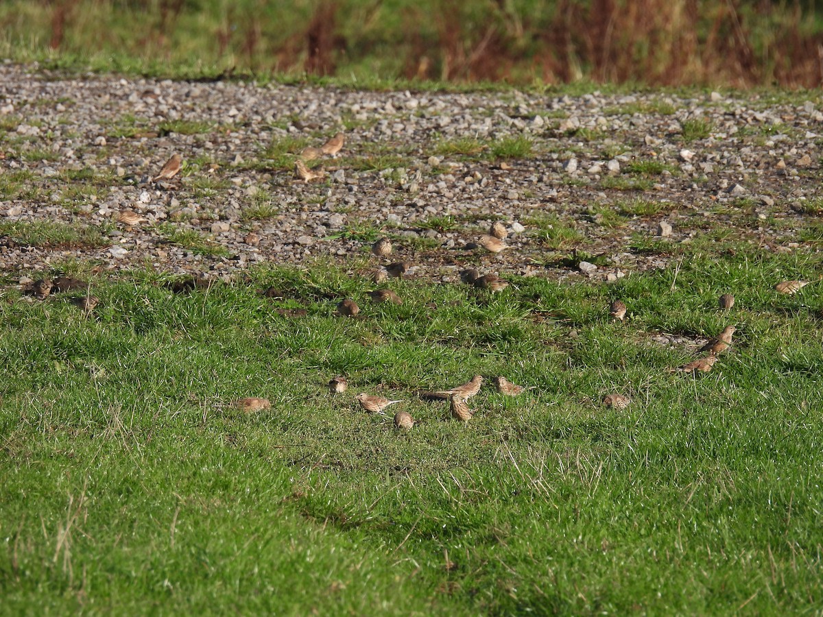 Eurasian Linnet - ML643979217