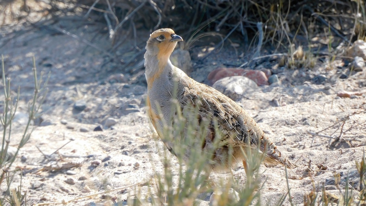 Daurian Partridge - ML643979238