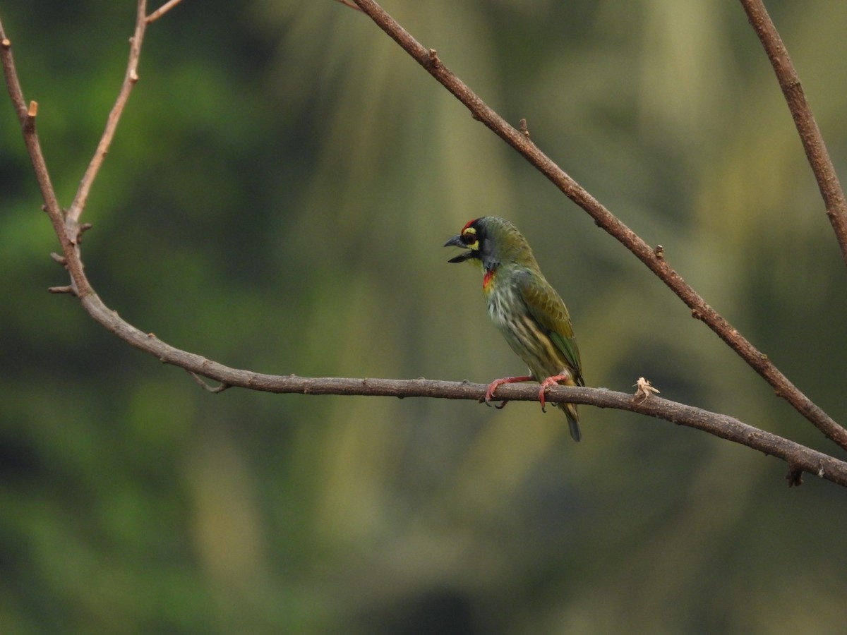 Coppersmith Barbet - ML643979239
