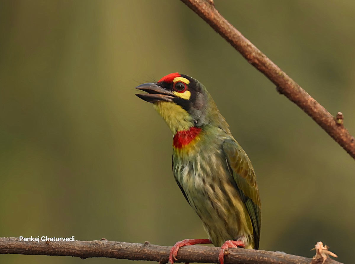Coppersmith Barbet - ML643979240