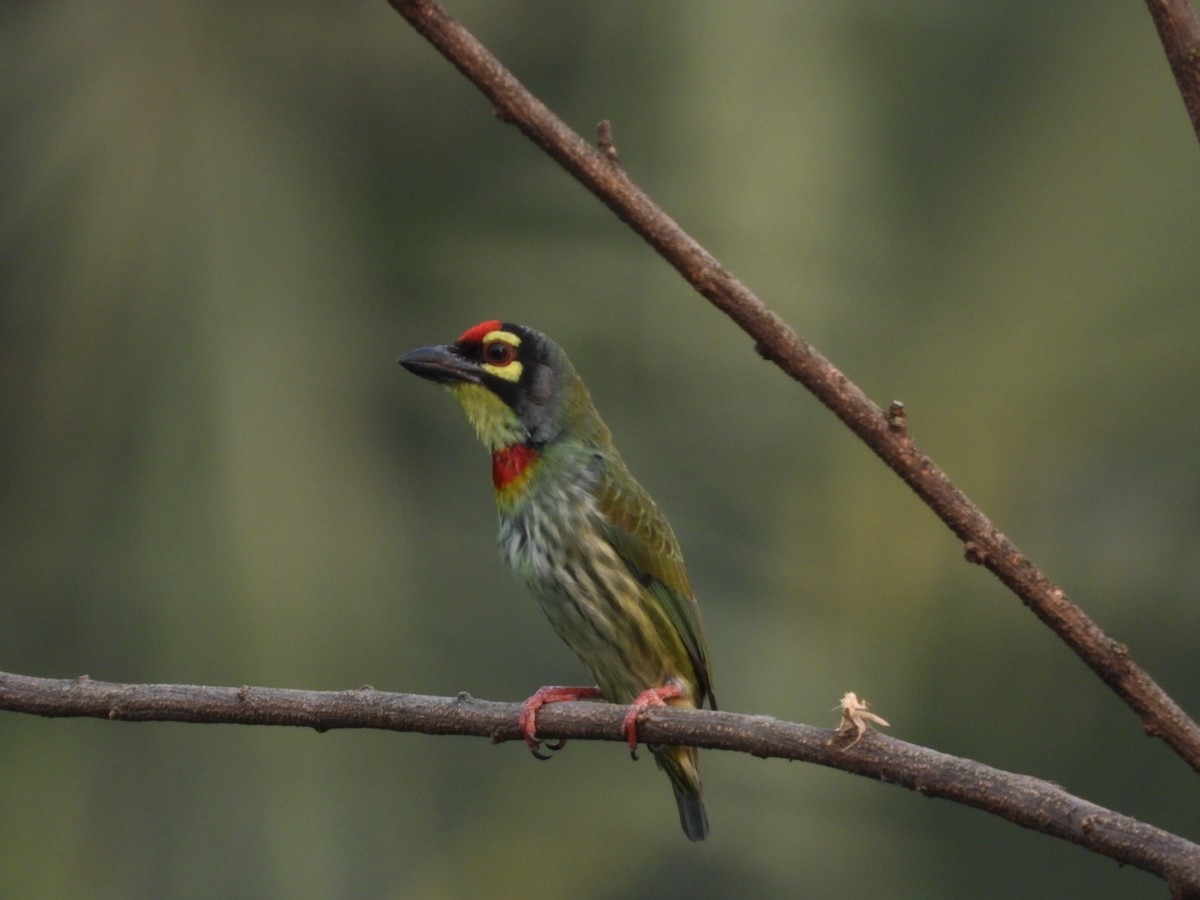 Coppersmith Barbet - ML643979241