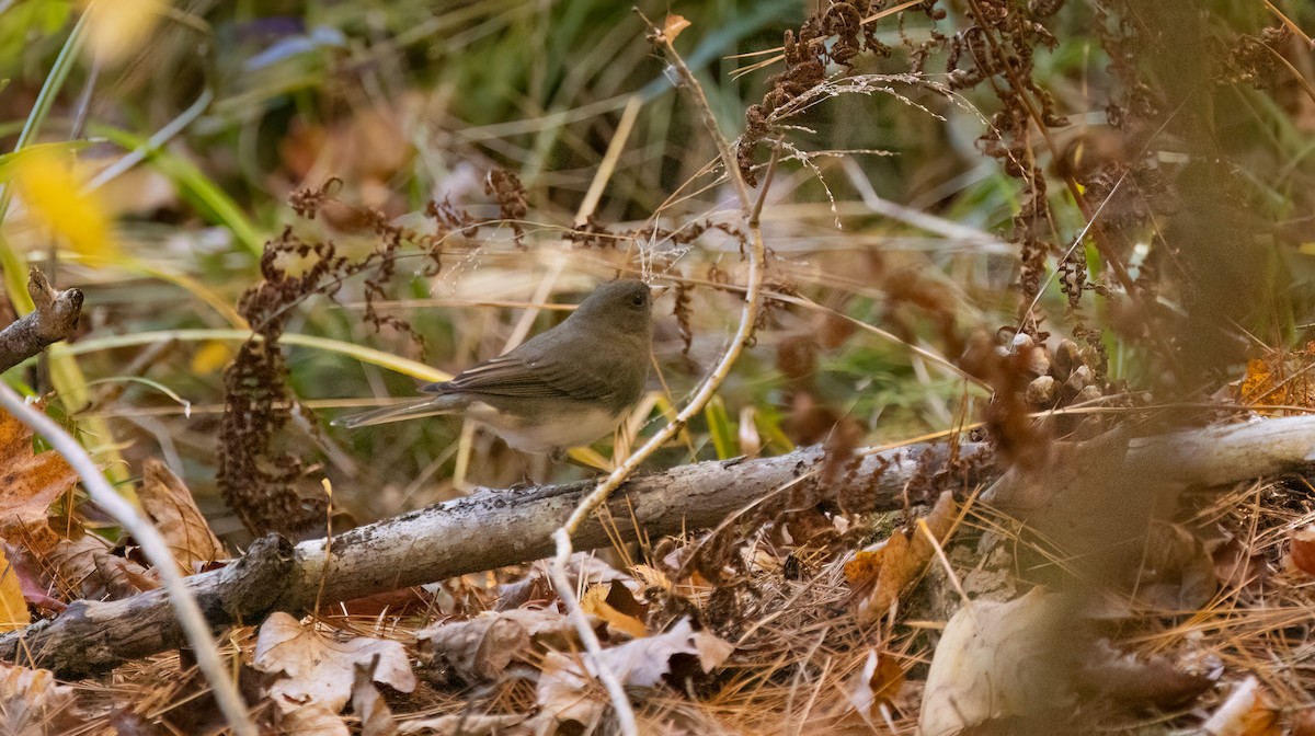 ユキヒメドリ（hyemalis／carolinensis） - ML643979278
