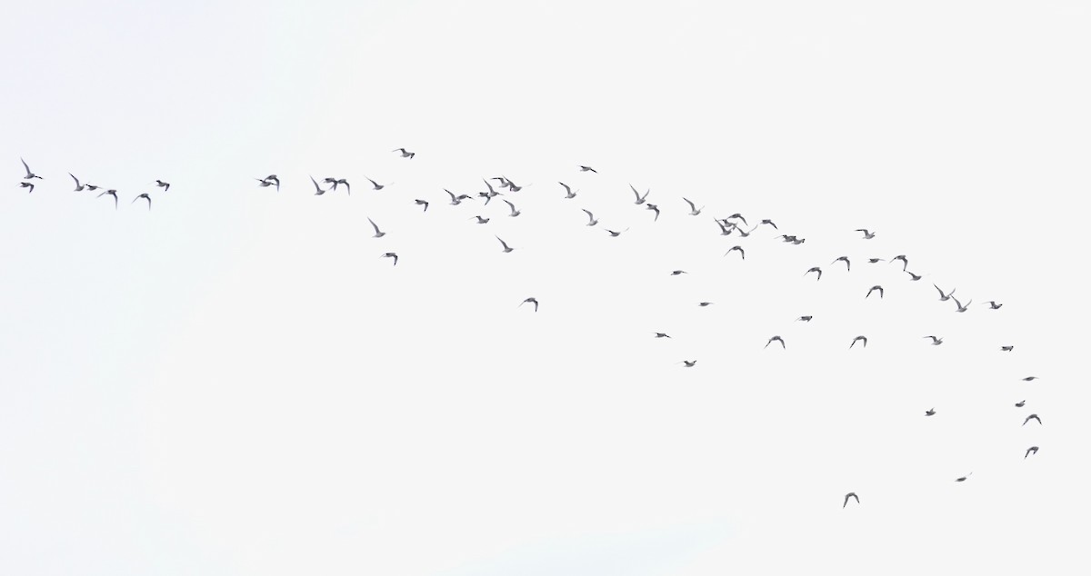 kulík hnědokřídlý - ML643979285