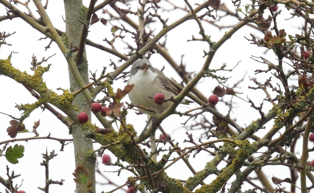 Lesser Whitethroat - ML643979304