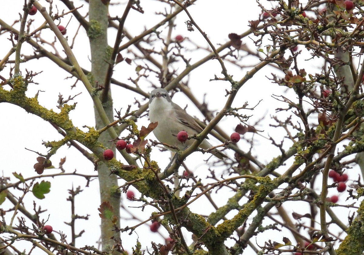 Lesser Whitethroat - ML643979305