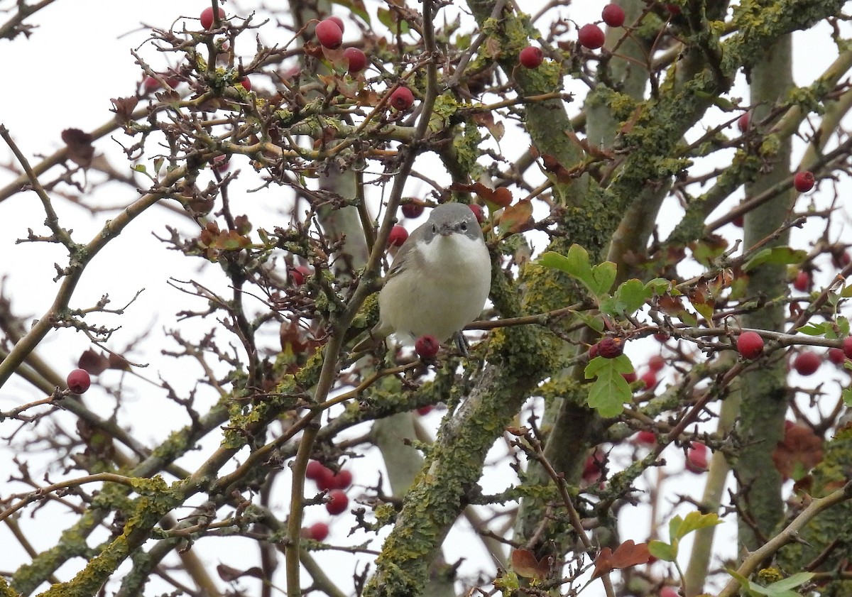 Lesser Whitethroat - ML643979306