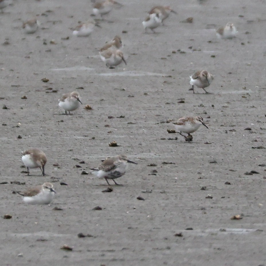 Грязовик - ML643979318