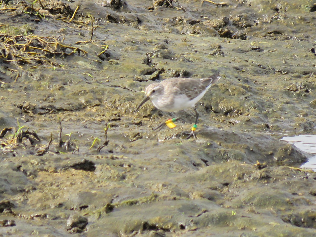 Curlew Sandpiper - ML643979325