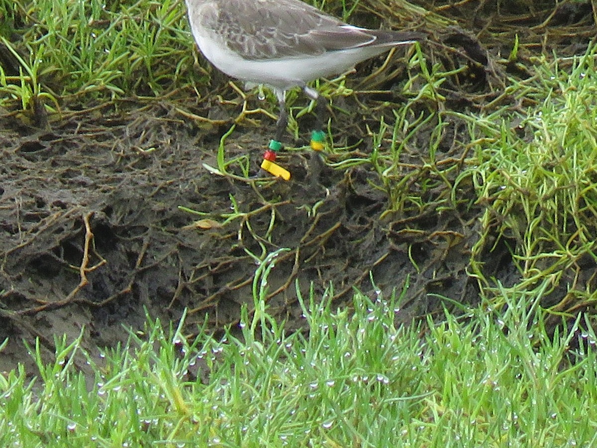 Curlew Sandpiper - ML643979326