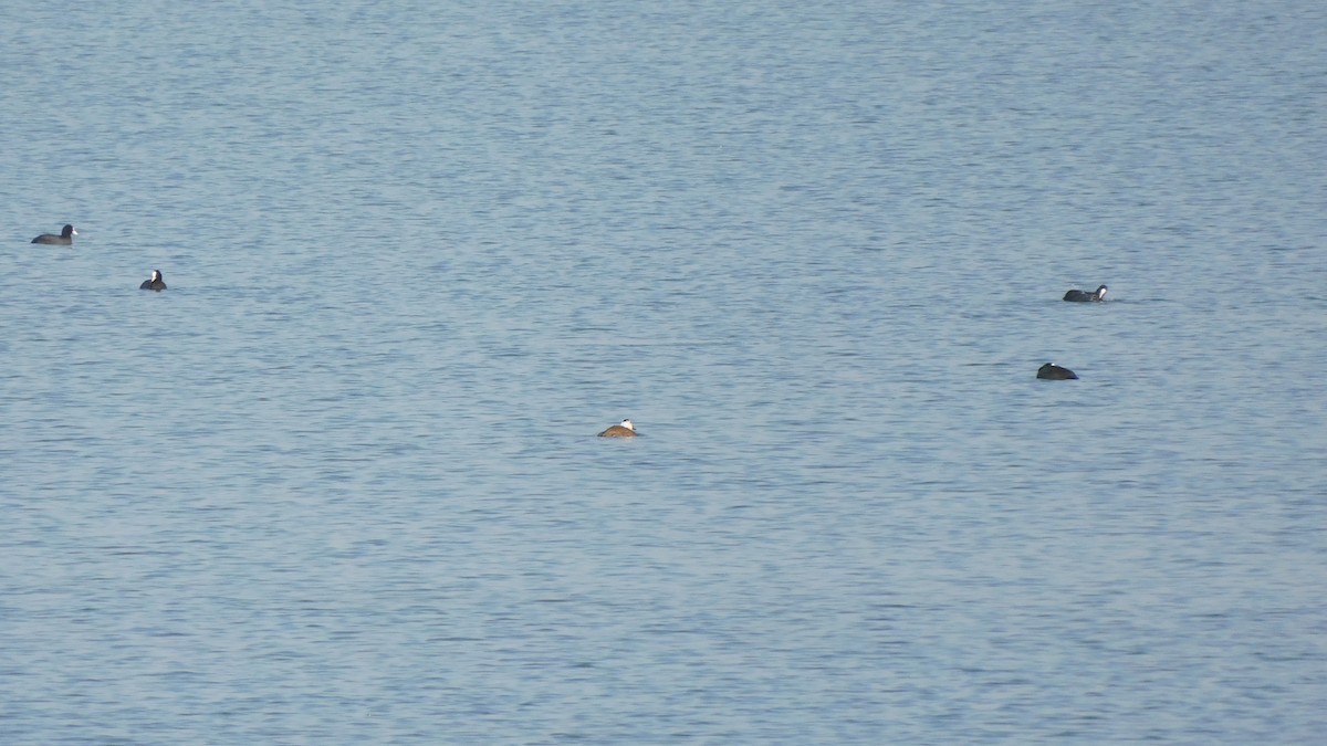 White-headed Duck - ML643979328