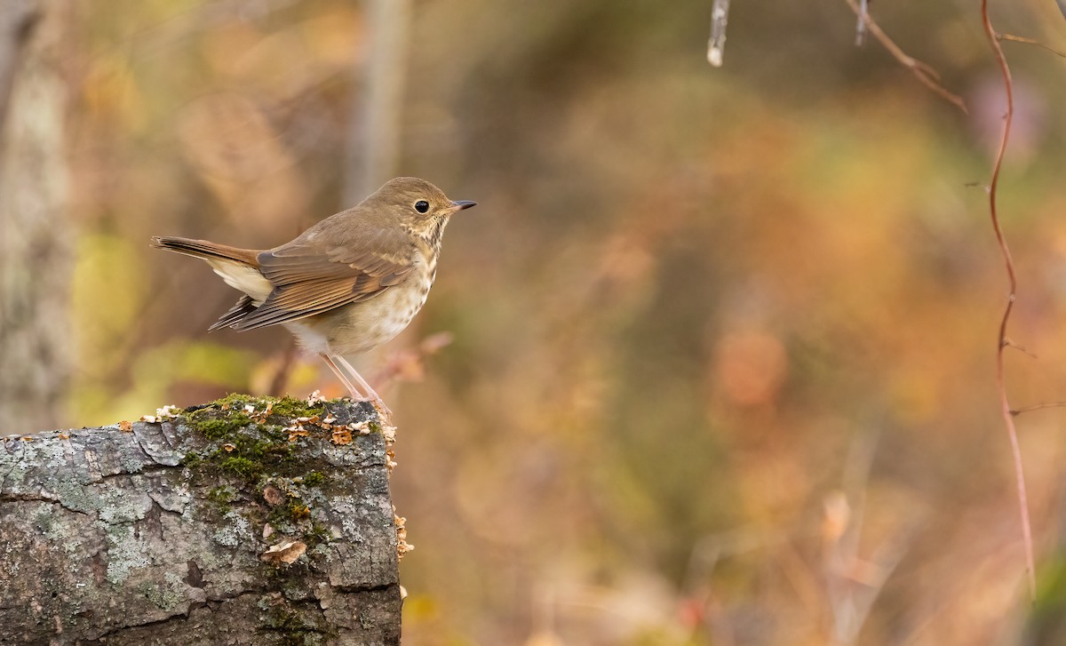 Hermit Thrush - ML643979387