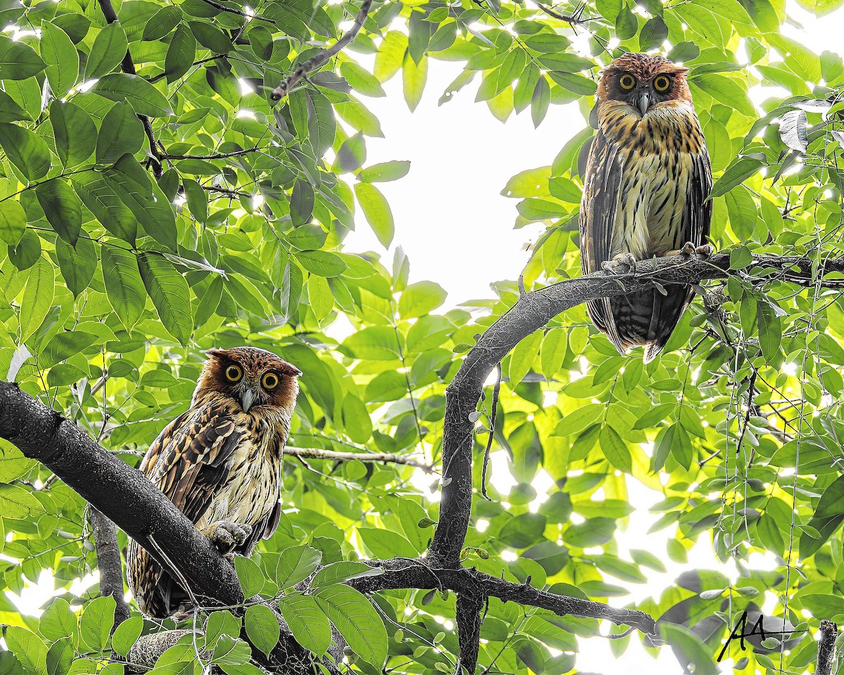 rusthubro - ML643979398