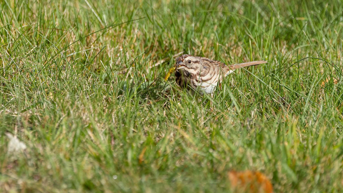 Song Sparrow (melodia/atlantica) - ML643979400