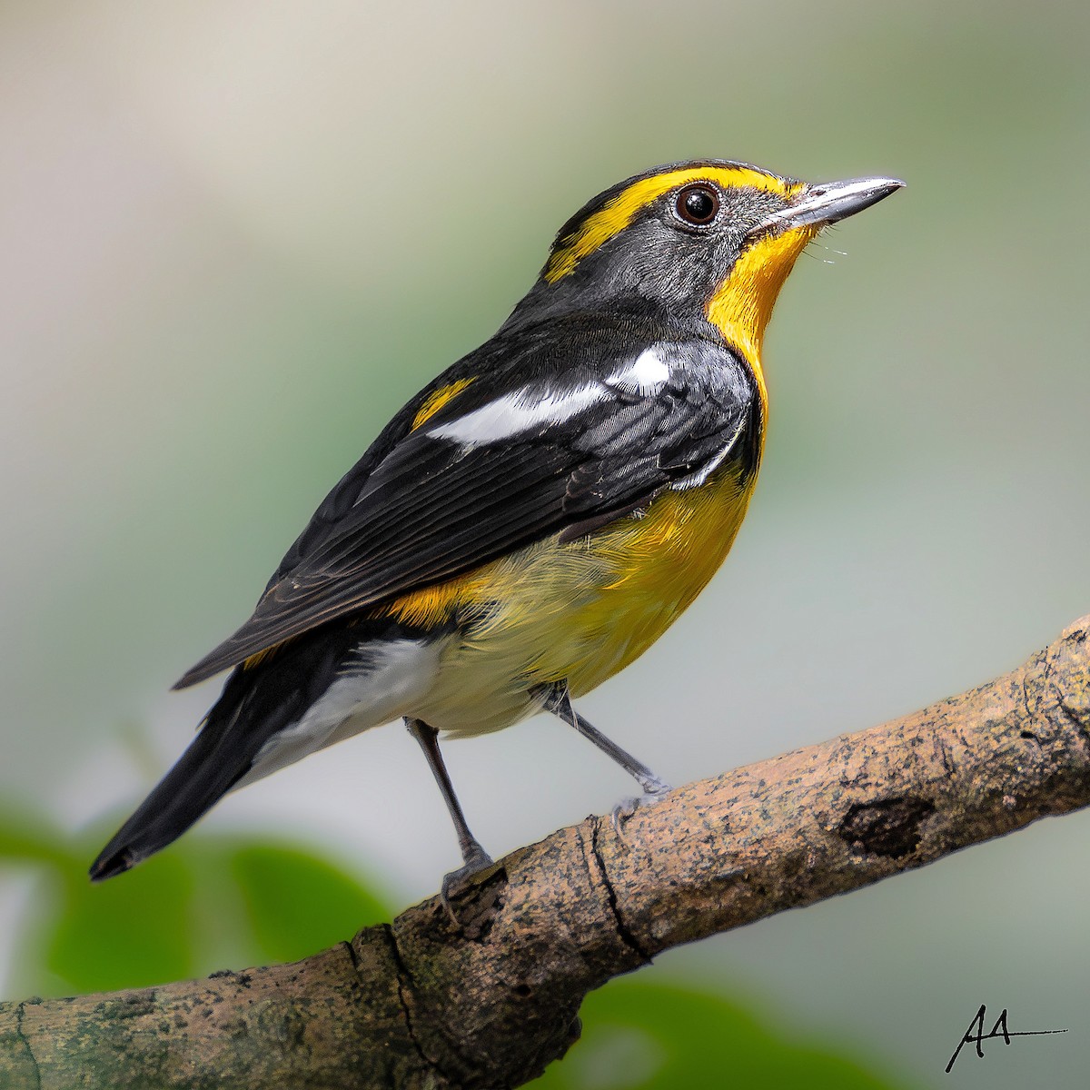 Narcissus Flycatcher - ML643979404