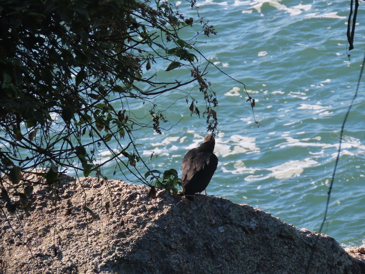 Black Vulture - ML643979406