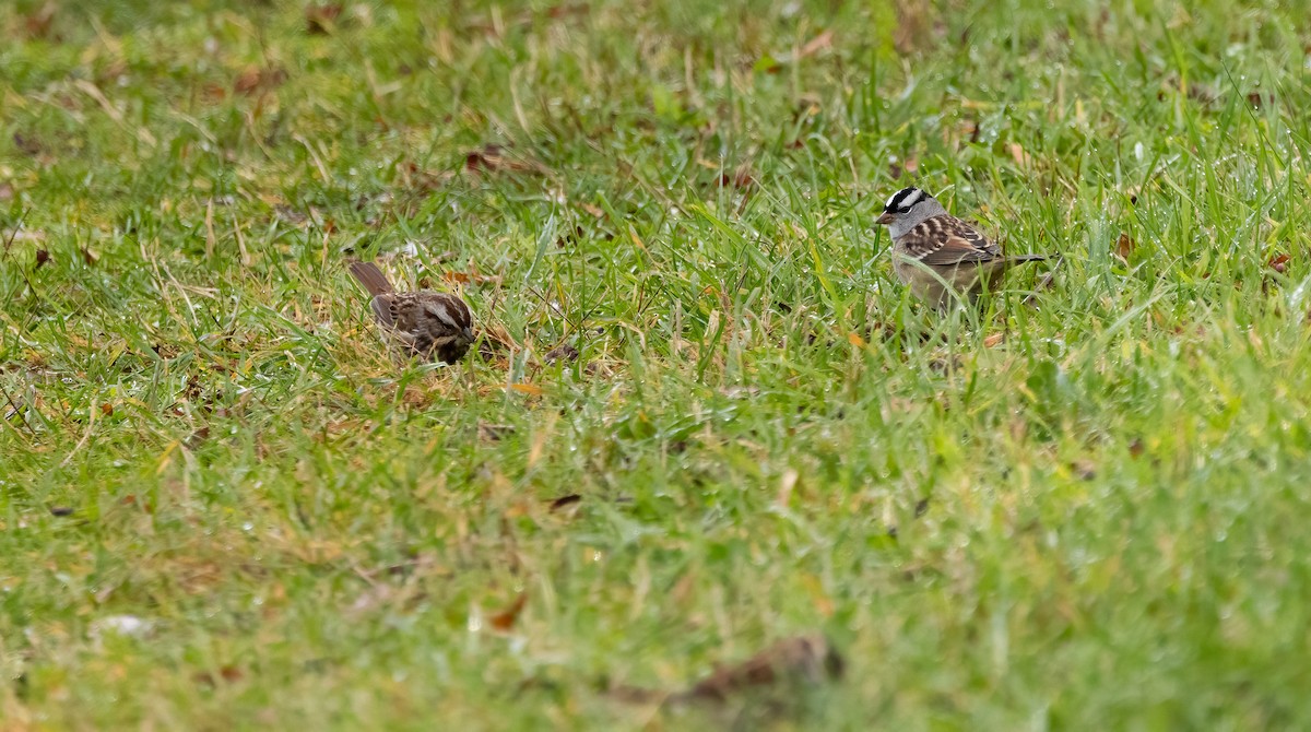 White-crowned Sparrow - ML643979407