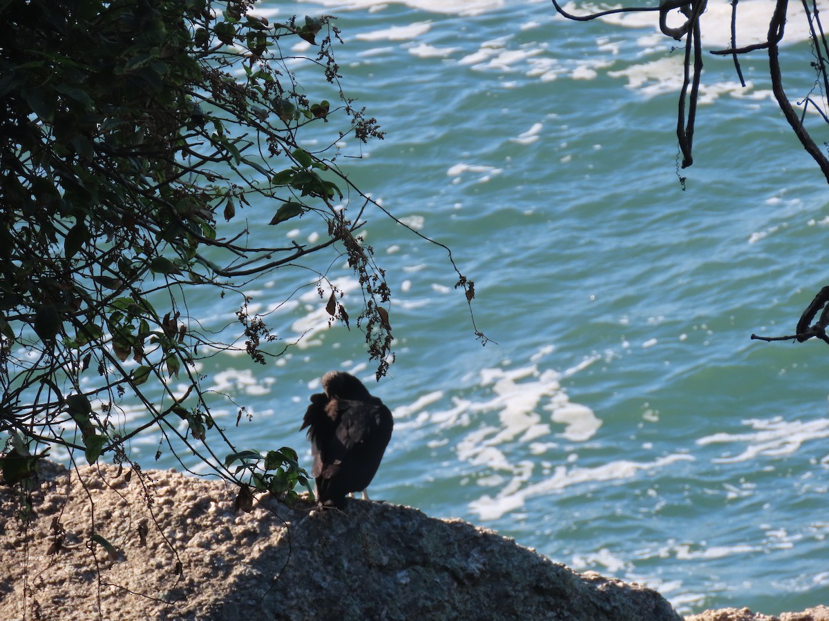 Black Vulture - ML643979414