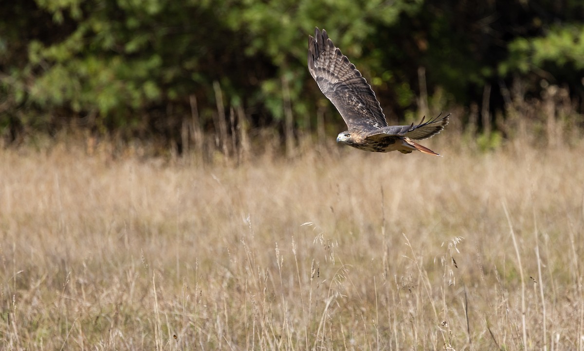 Red-tailed Hawk (borealis) - ML643979418