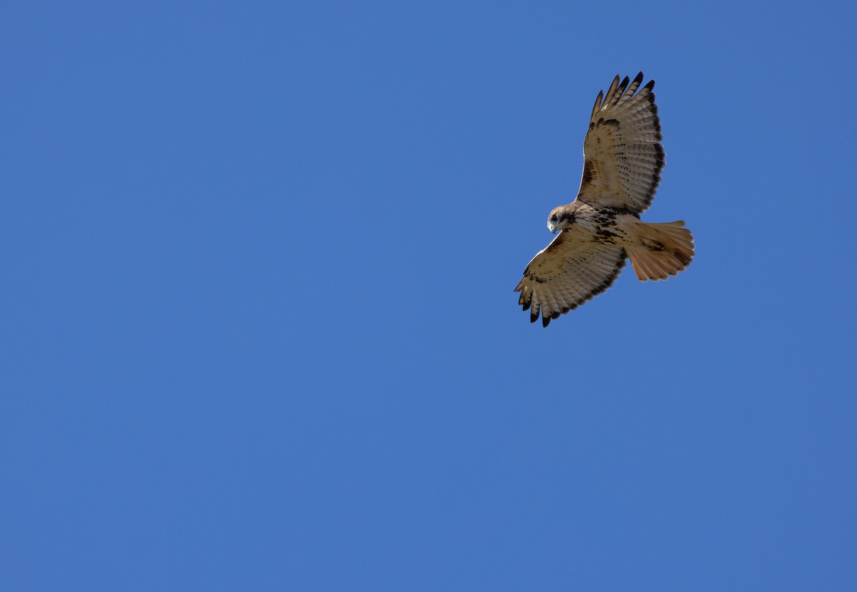 Red-tailed Hawk (borealis) - ML643979419