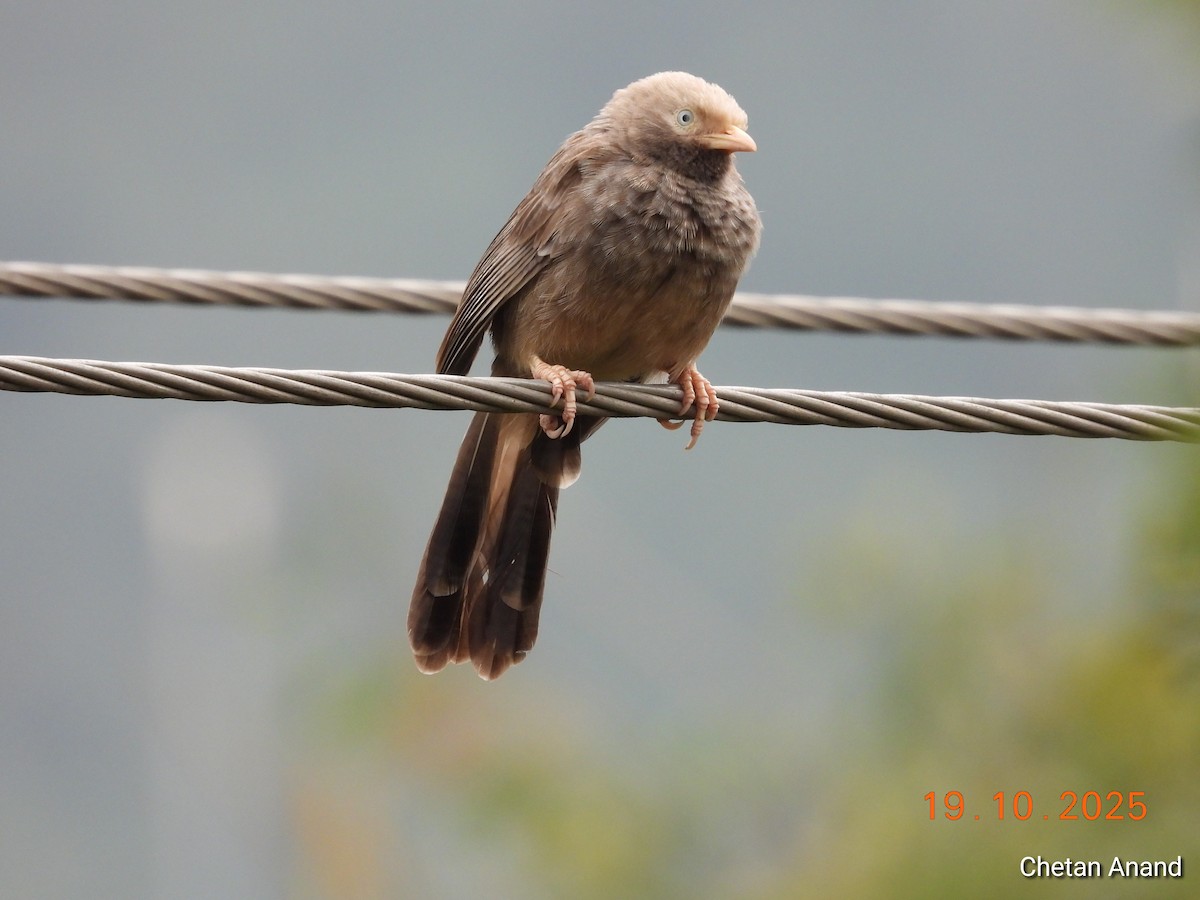 Yellow-billed Babbler - ML643979420
