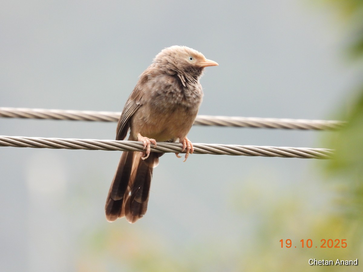 Yellow-billed Babbler - ML643979421