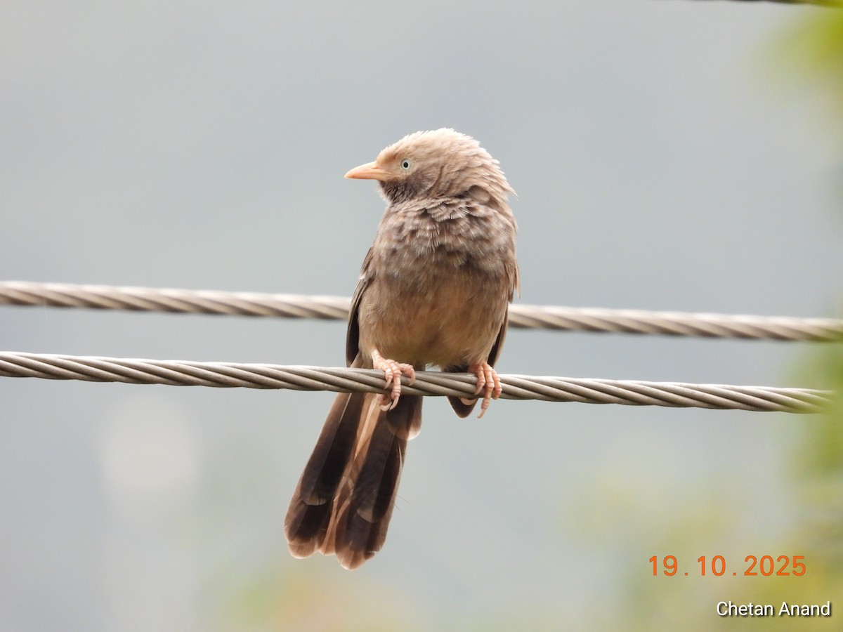 Yellow-billed Babbler - ML643979422