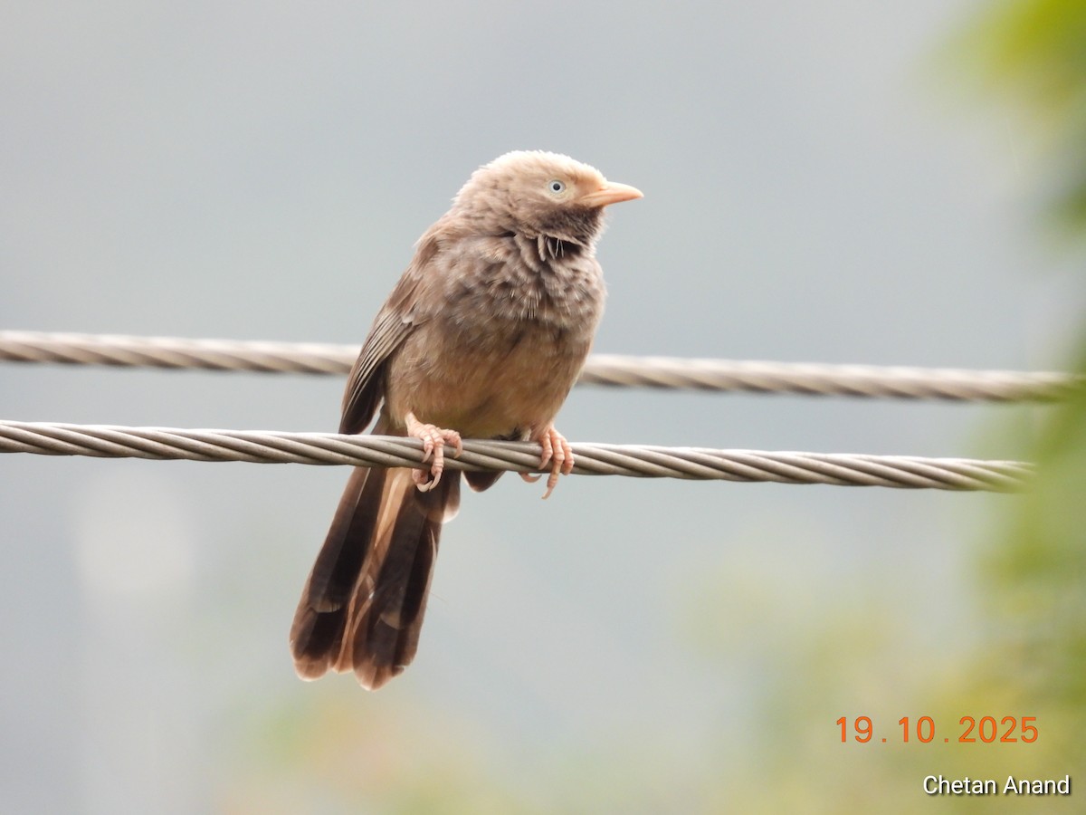 Yellow-billed Babbler - ML643979423