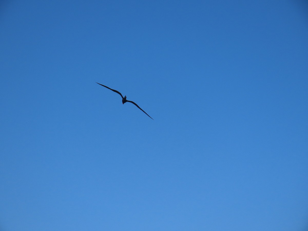 Magnificent Frigatebird - ML643979427
